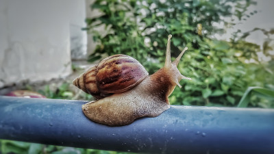 一个蜗牛散步。