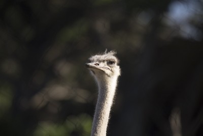 鸵鸟(Struthio camelus)