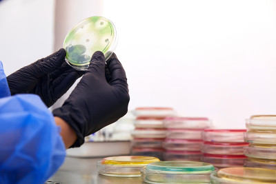在微生物实验室操作培养皿的技术员或科学家的手套手。细菌培养基。微生物学家。细菌