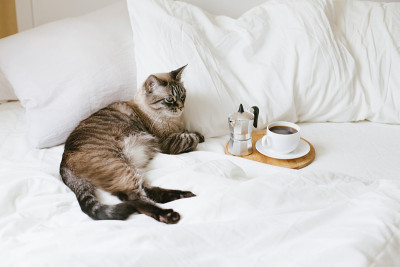 舒适的卧室细节:可爱的睡猫靠近一杯热的新鲜咖啡和咖啡机，在床上与白色亚麻布木制托盘。