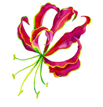 孤立的水彩画的火焰百合花