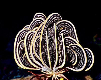 一个休息FEATHERSTAR