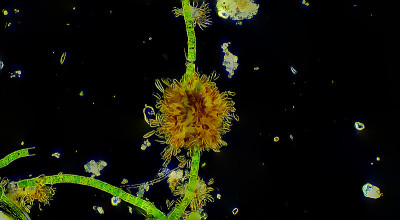 硅藻在植物藻类上的微生物群落