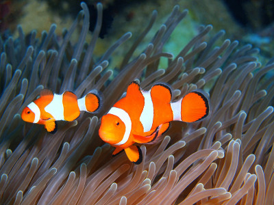 Fish-clown