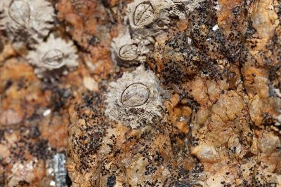 波利星状藤壶壳，星状Chthamalus stellatus，在潮间带的岩石基底上