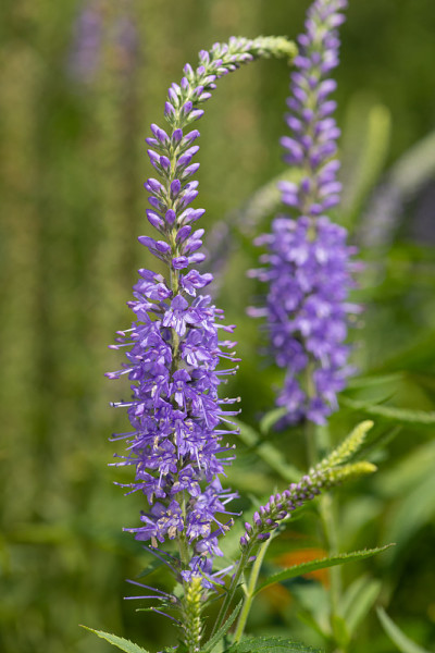 花园丝桃花(veronica longfolia)的花
