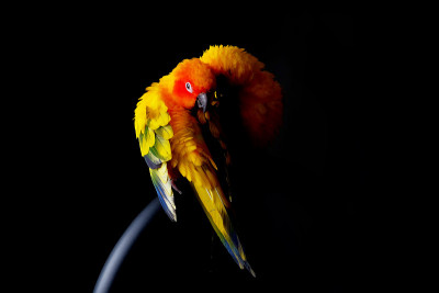 可爱的一对太阳Conure在黑色的背景