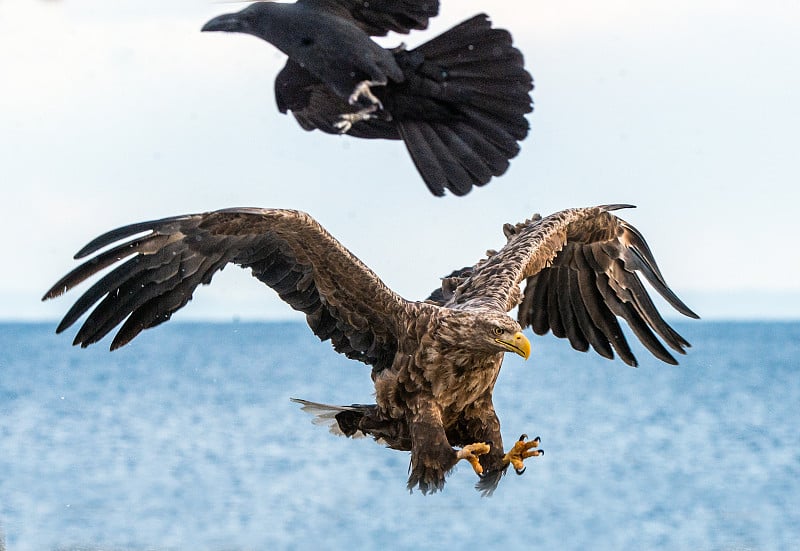 鹰和乌鸦。展翅的白尾海雕。学名:白尾海雕，又称ern, erne, gray eagle，欧亚海雕，