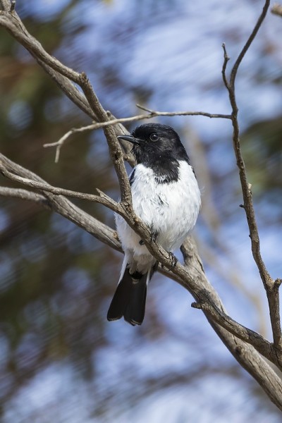 一只成年雄性兜帽知更鸟栖息在树枝上。