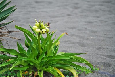 克里纳姆亚洲