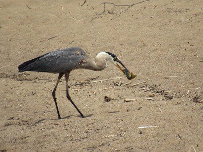 Blue heron