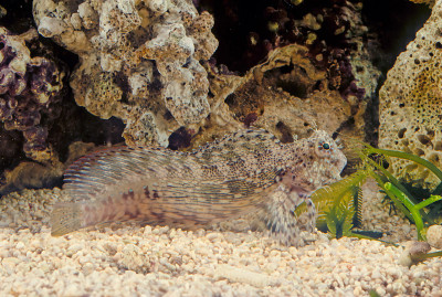 鱼是一种受欢迎的海洋水族馆鱼类在大洋洲