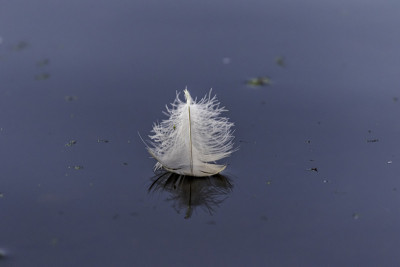 碧水里的鹅毛