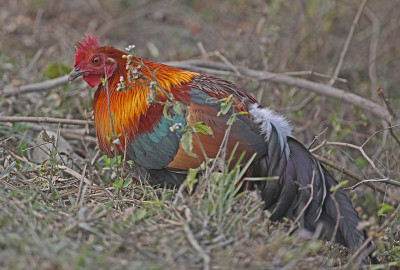 红Junglefowl