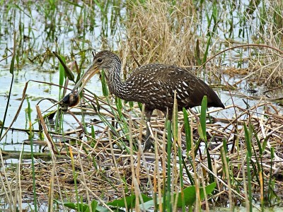 在佛罗里达湿地里，Limpkin (Aramus guarauna)正在吃苹果蜗牛