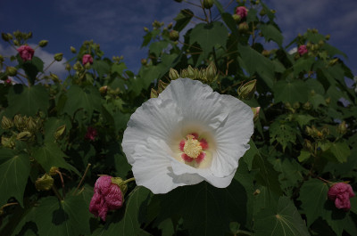 棉花Rosemallow