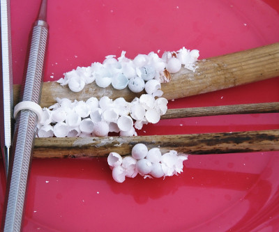 佛罗里达苹果蜗牛蛋
