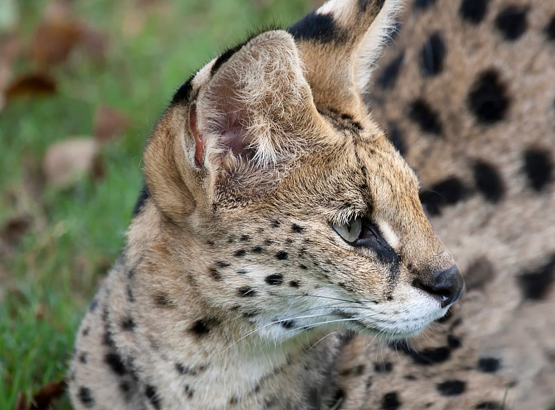 非洲野猫