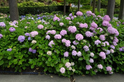 绣球花，宇次，日本京都