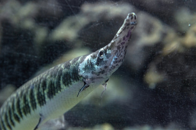 水族馆中的斑Gar鱼又名leisosteus Oculatus。