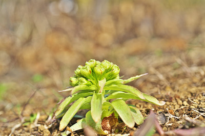 Petasites japonicus