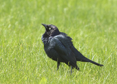 白头翁(雄性)(quiscalus quiscula)