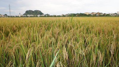 稻田开花了，形成了谷粒和天空的背景。