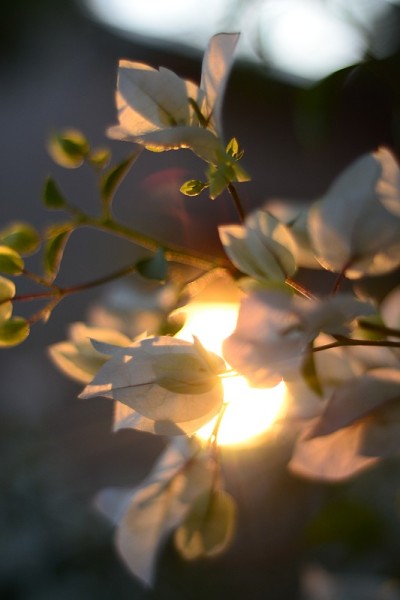 白色的花和阳光。