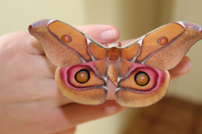 antherina suraka silkmoth
