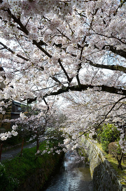 日本京都，哲学家大道上的樱花盛开