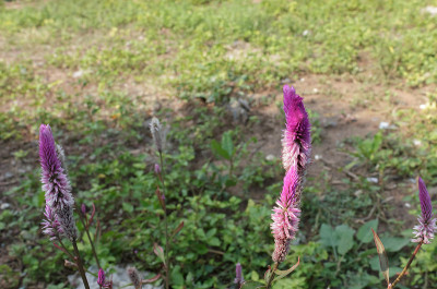花园里的鸡冠花。