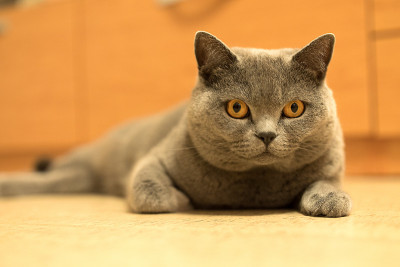 英国短毛猫