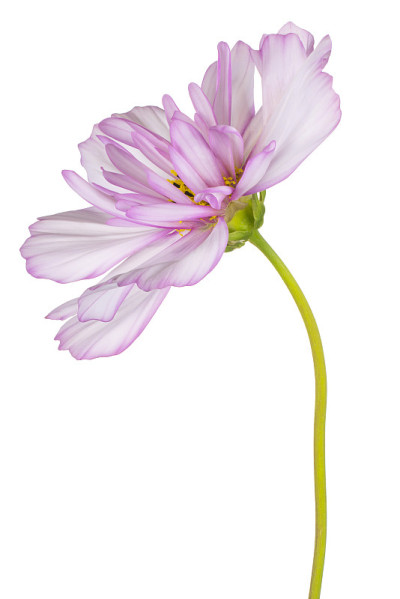 花孤立