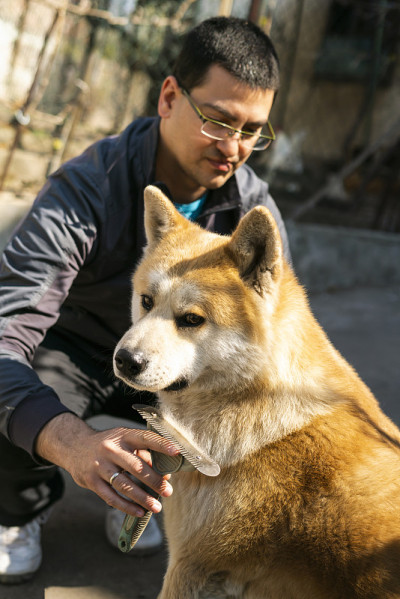 模糊背景中的男子正在用漂亮的橙色秋田犬绕脖子