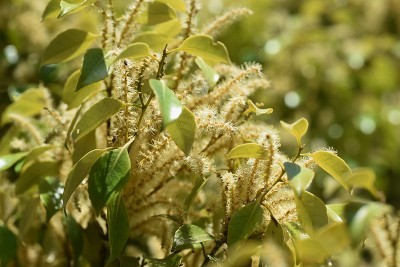 锥栗雄花