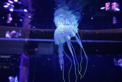 水母
