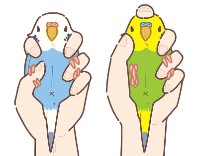 保持动物不动/虎皮鹦鹉/插图