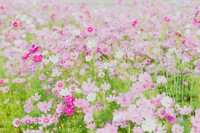 粉红色的宇宙花在花园里很美丽