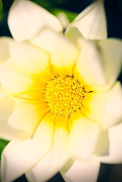 雏菊花