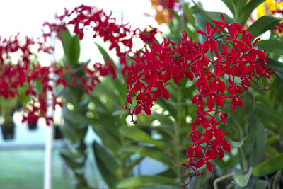 兰花植物之美