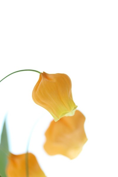 Sandersonia