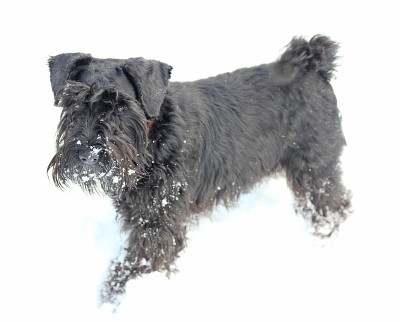 黑色迷你雪纳瑞在雪地里，雪上的胡子