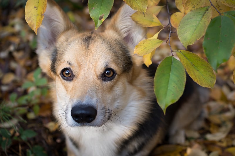 在美丽的秋天森林里散步的威尔士柯基犬。