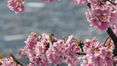 白眼鸟和樱花科