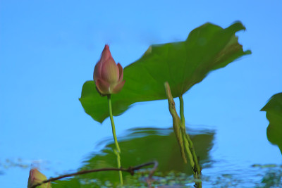 莲花