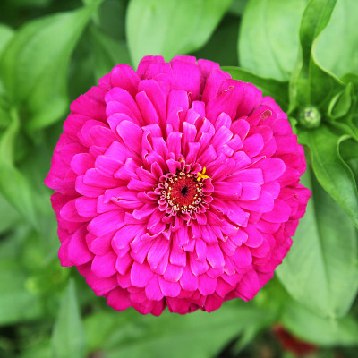 Zinnia花