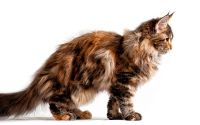 一只大缅因猫坐在画室里。