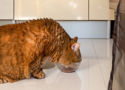 又肥又红、毛又厚的猫从一个玻璃碗里吃猫食