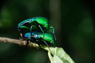 正在交配的一对绿宝石甲虫正面图，Cyprolais quadrimaculata (Fabriciu