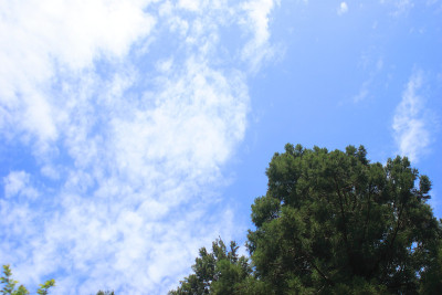 forest7